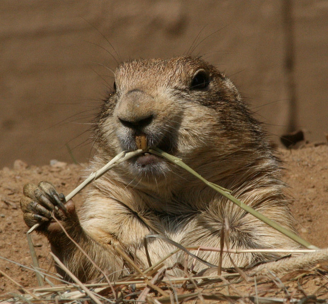 Happy flossing from your Prescott dentist, Hicks Dental group - rodent chewing on twig