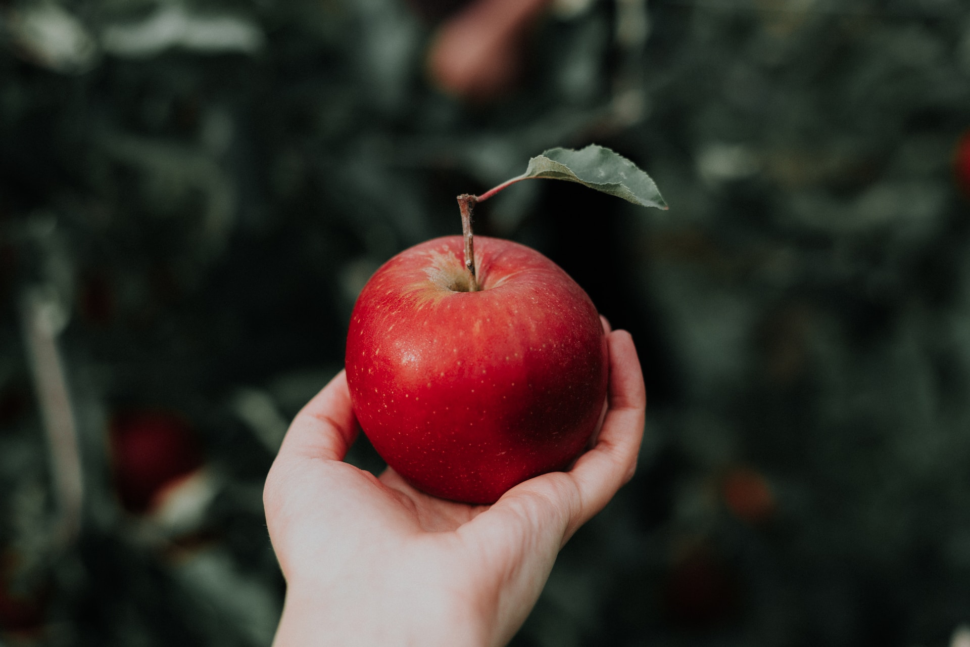 close up of hand holding red apple with stem